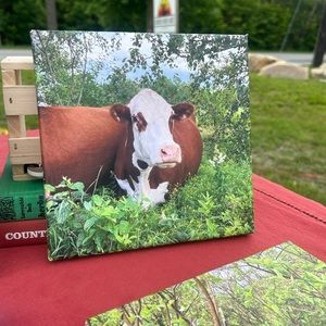 Hereford Cow Canvas Print Edmonston Farm 8x8 Simmental Cow Cross